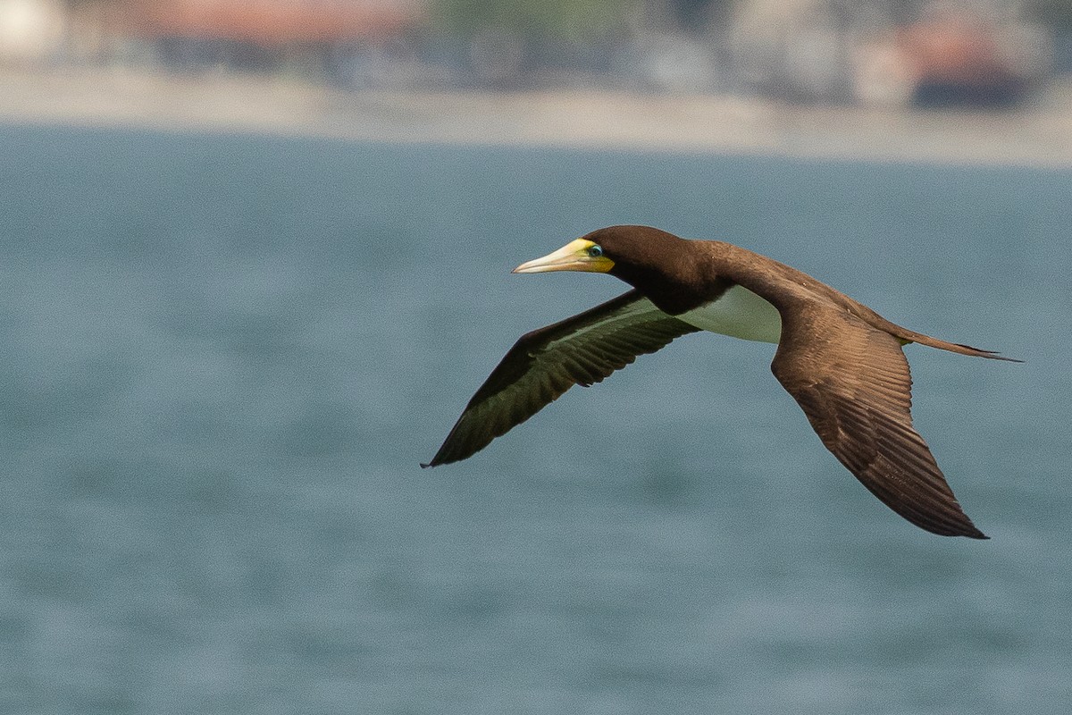 Brown Booby - ML483200001