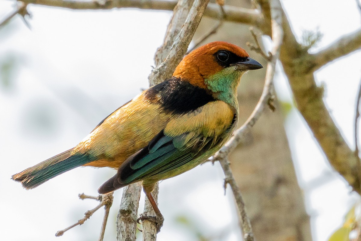 Black-backed Tanager - ML483200281