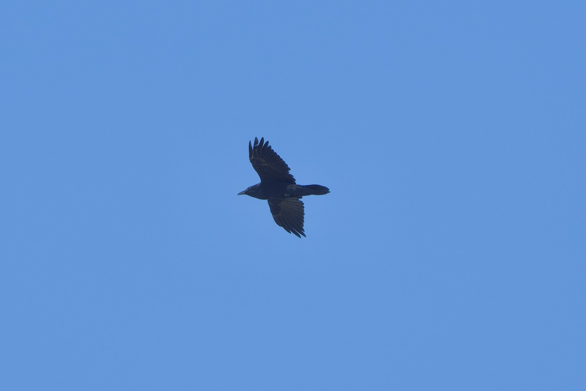 Common Raven - ML483201391