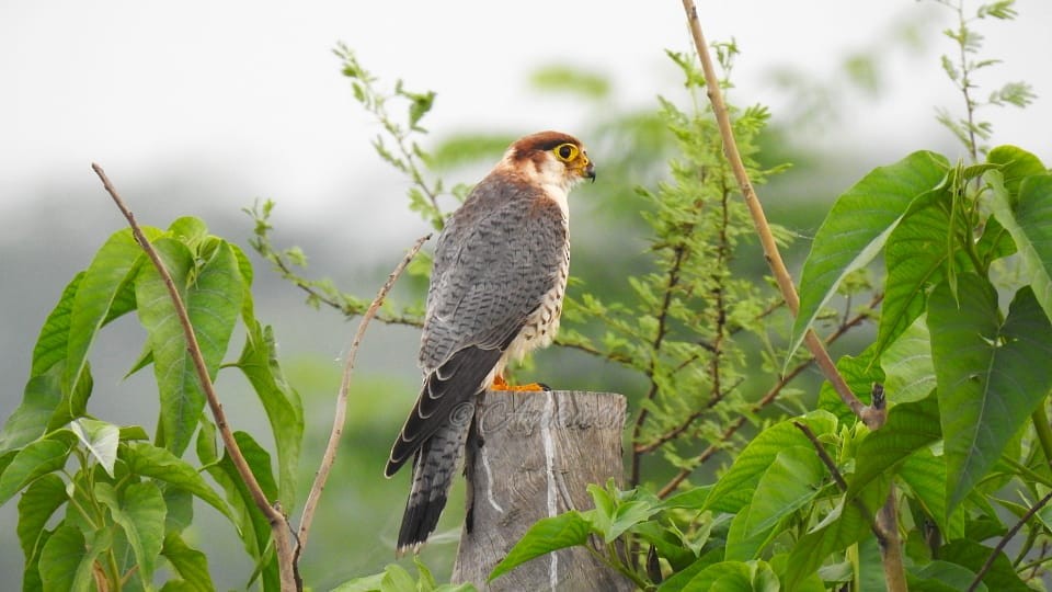 Red-necked Falcon - ML483204631
