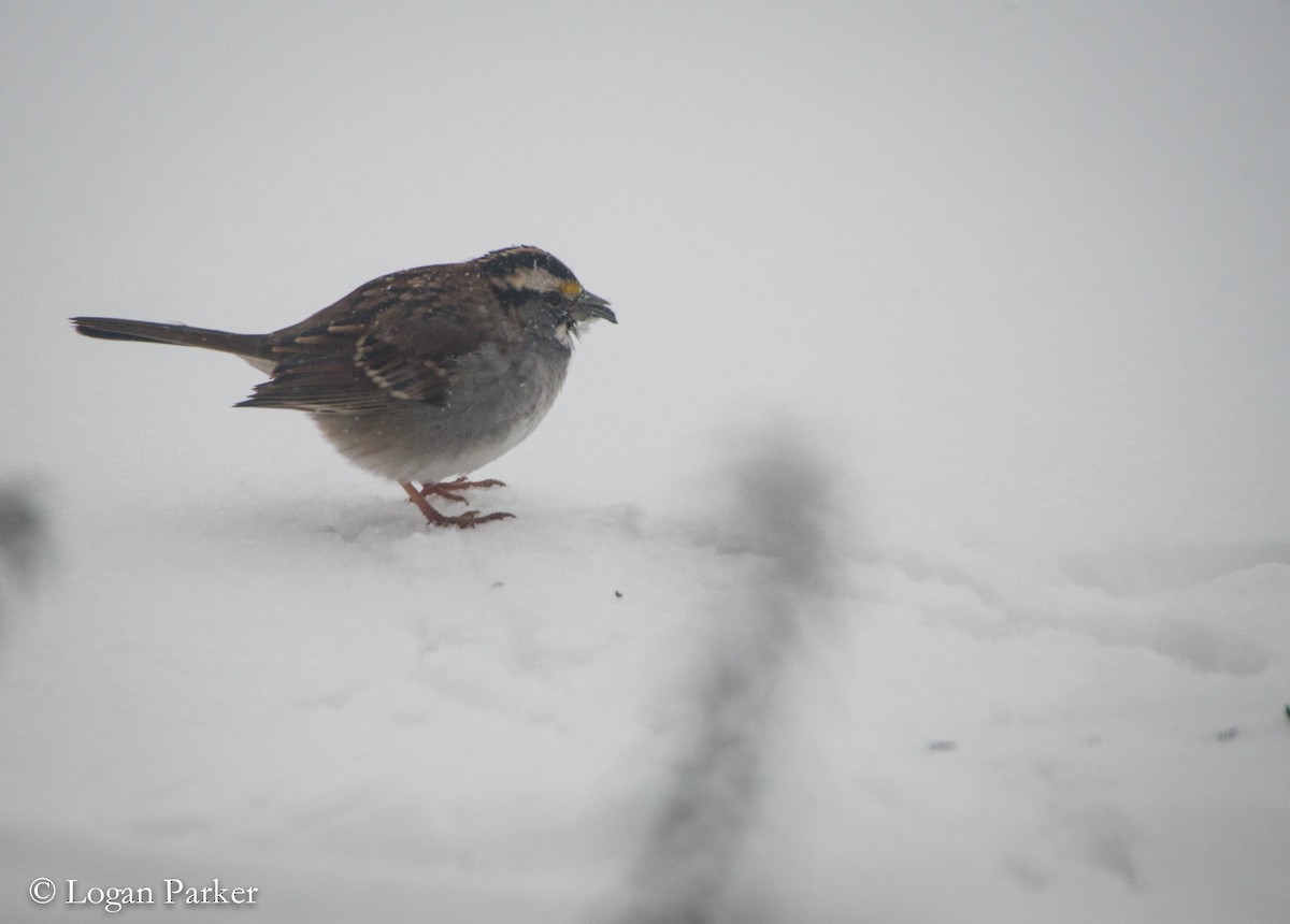 White-throated Sparrow - ML48320661