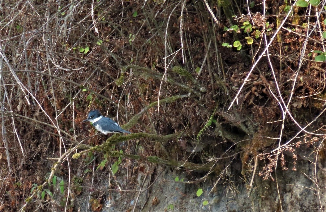 Belted Kingfisher - ML483207371