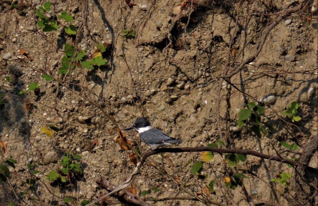 Belted Kingfisher - ML483207641
