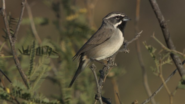 Black-throated Sparrow - ML483211