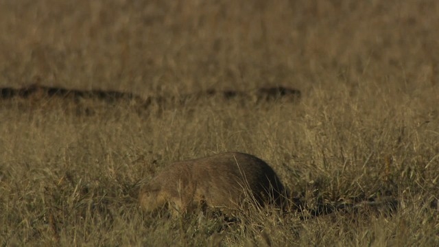 Arizona black-tailed prairie dog - ML483212