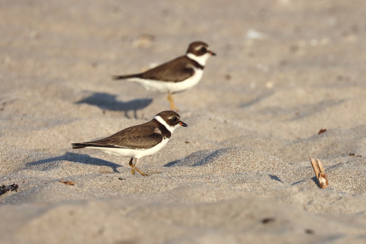 Semipalmated Plover - ML483213691