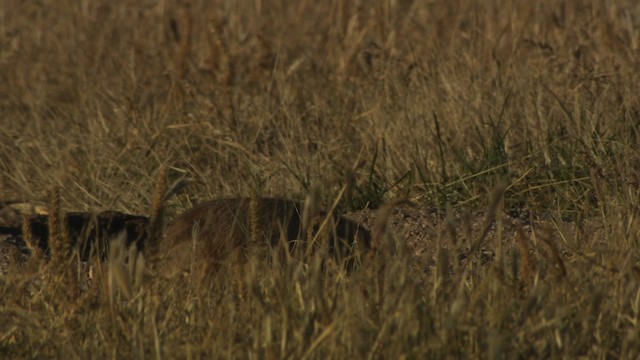 Arizona black-tailed prairie dog - ML483216