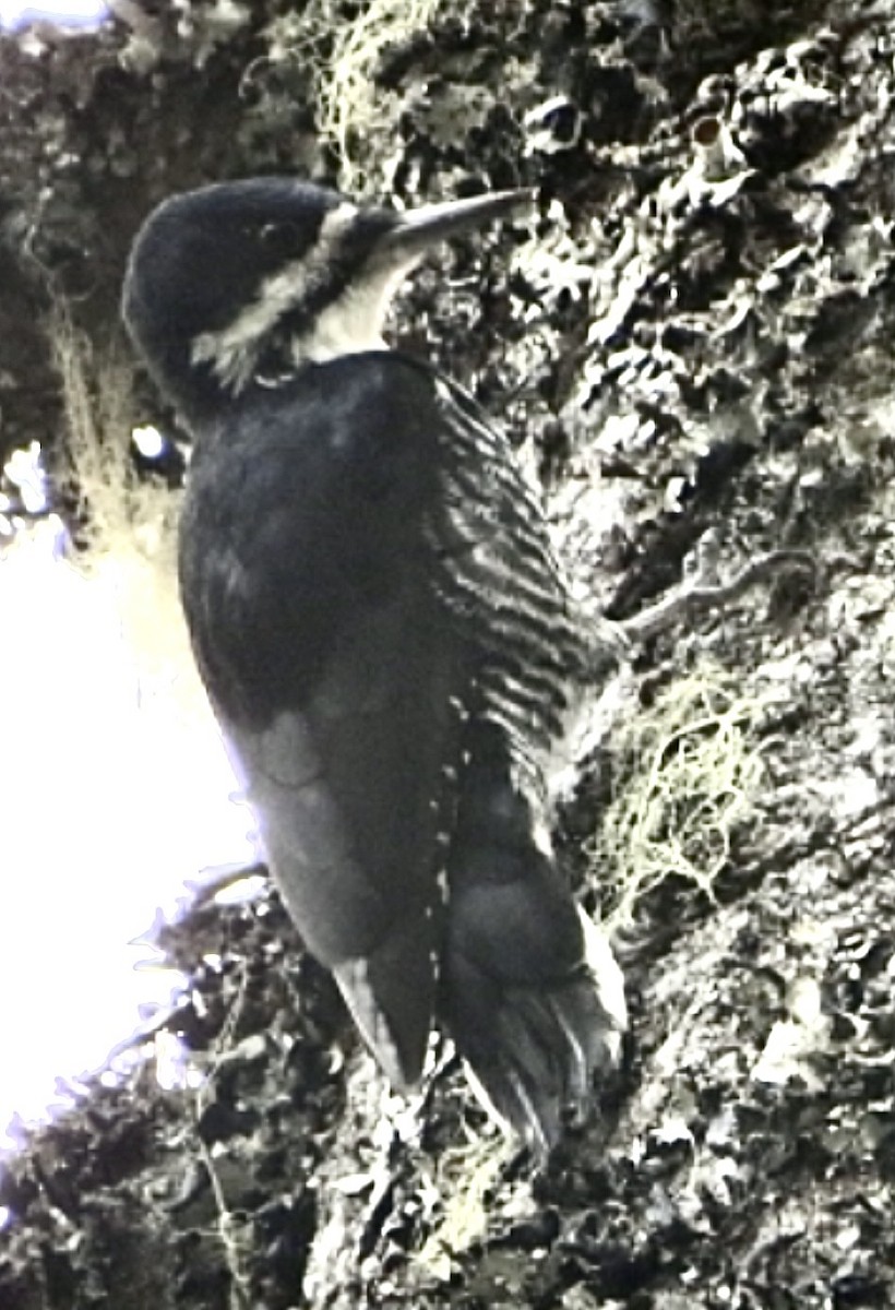 Black-backed Woodpecker - ML483220871
