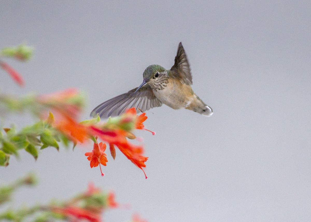 Calliope Hummingbird - Darren Pendleton