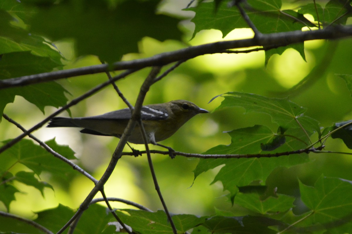 Bay-breasted Warbler - ML483228061