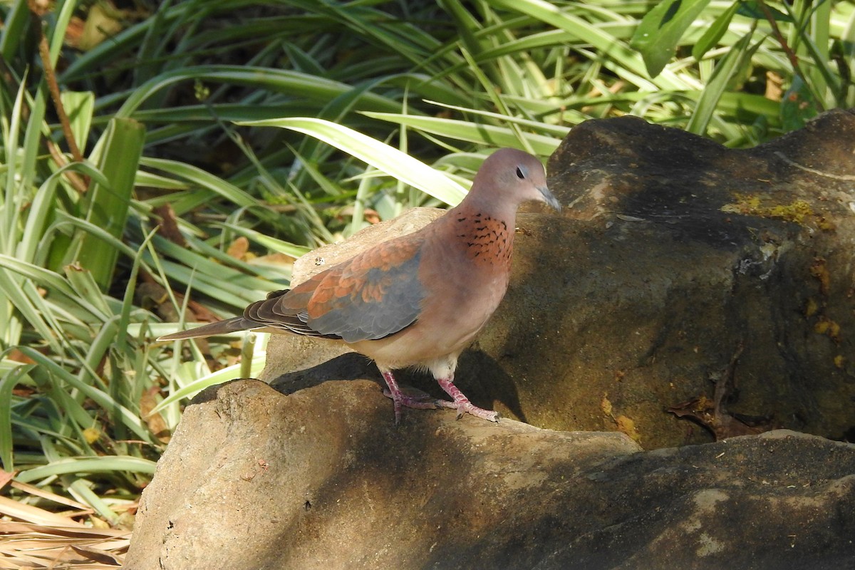 Laughing Dove - ML483230531