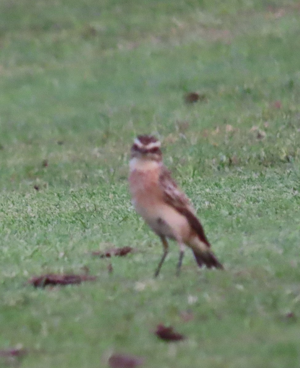 Whinchat - ML483234481