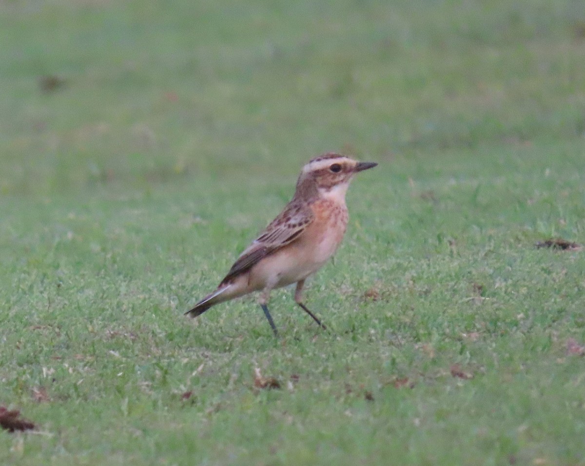 Whinchat - ML483234491