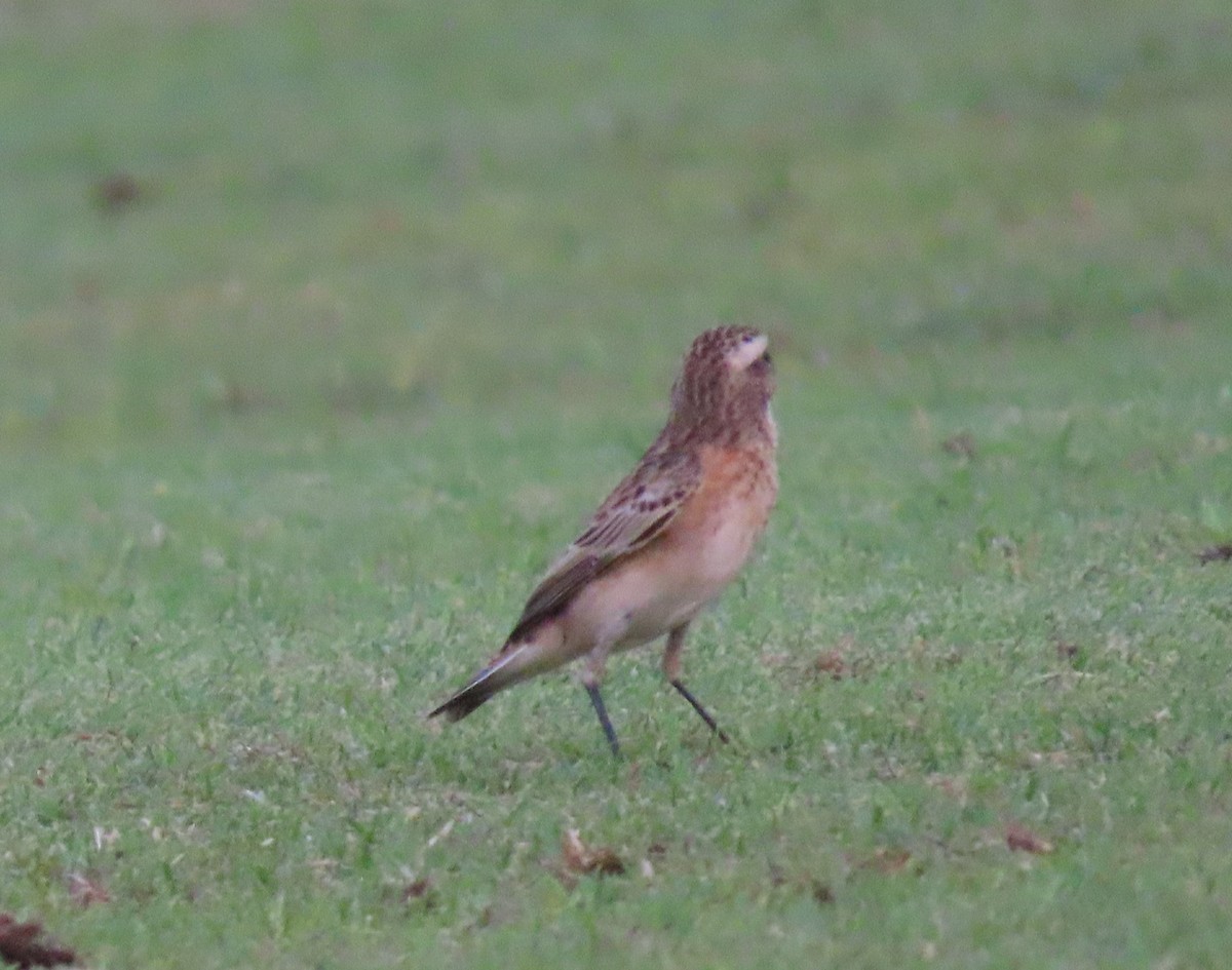 Whinchat - ML483234501