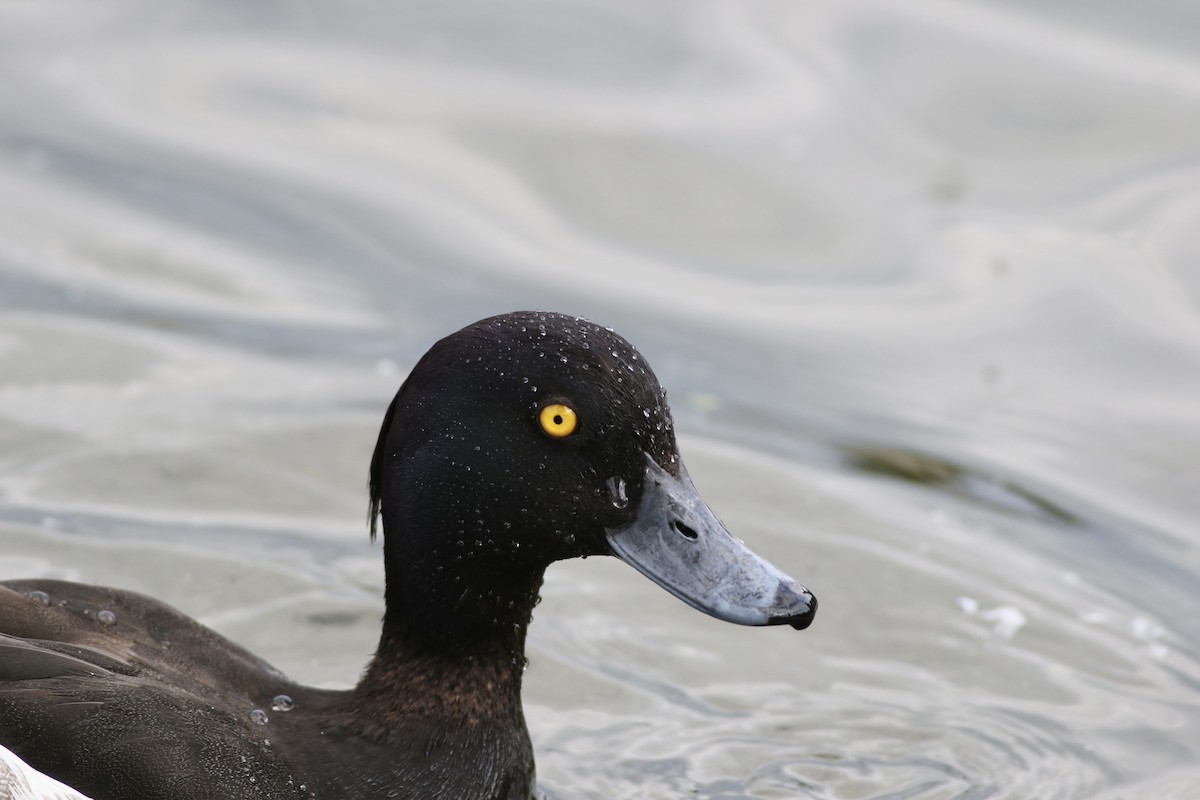 Tufted Duck - ML483236791