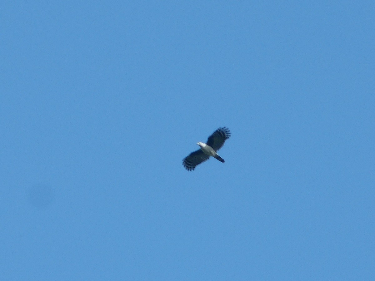 Gray-headed Kite - ML48323731