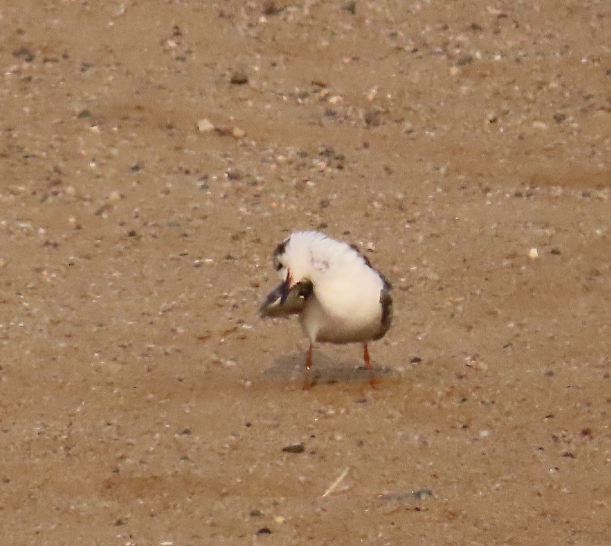 White-winged Tern - Ute Langner