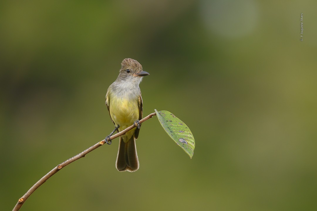 Brown-crested Flycatcher - Augusto Alves