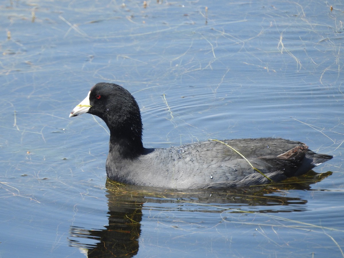 American Coot - Isaiah Craft