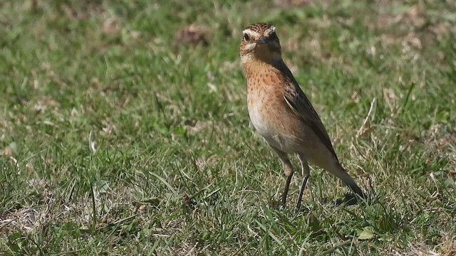 Whinchat - ML483243951