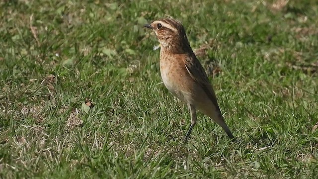 Whinchat - ML483243961