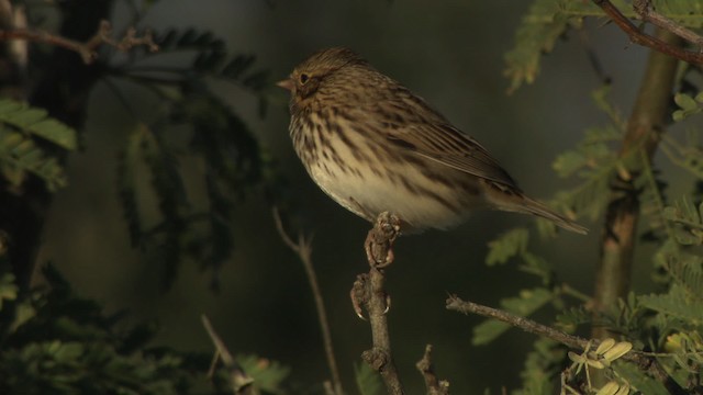 Savannah Sparrow - ML483244