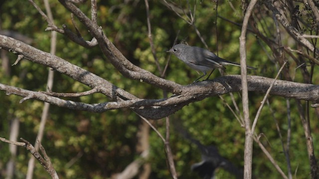 Blue-gray Gnatcatcher (obscura Group) - ML483245351