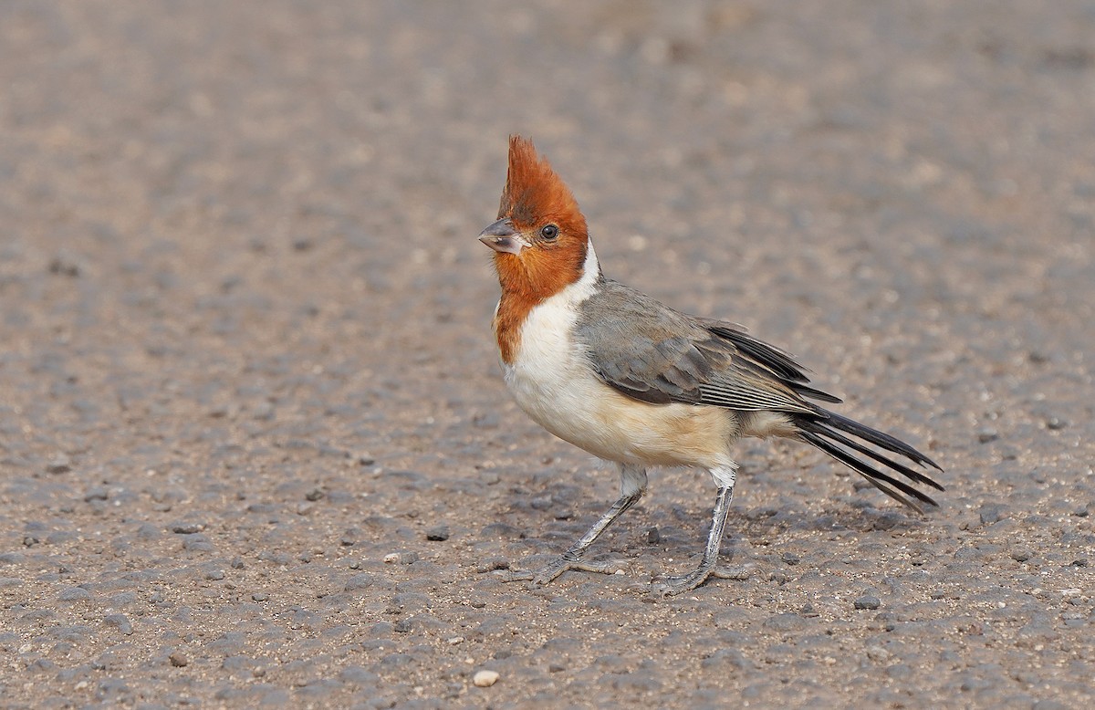Red-crested Cardinal - ML483247571