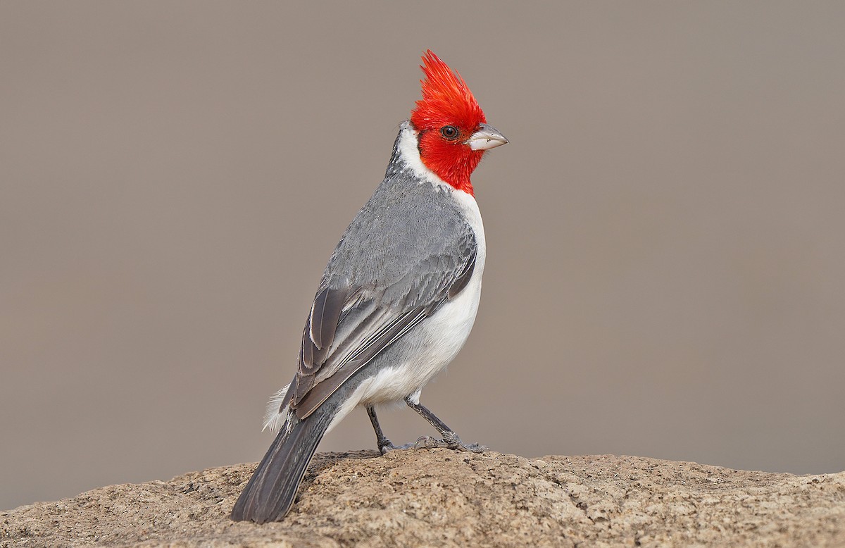 Red-crested Cardinal - ML483247581