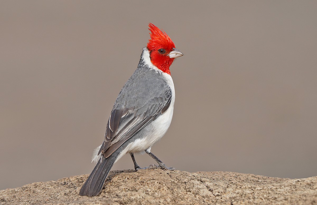 Red-crested Cardinal - ML483247591