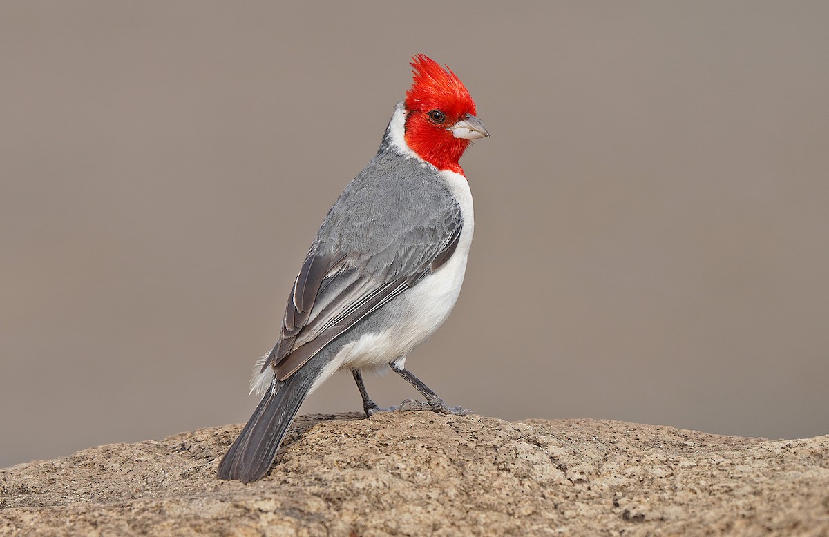 Red-crested Cardinal - ML483247601