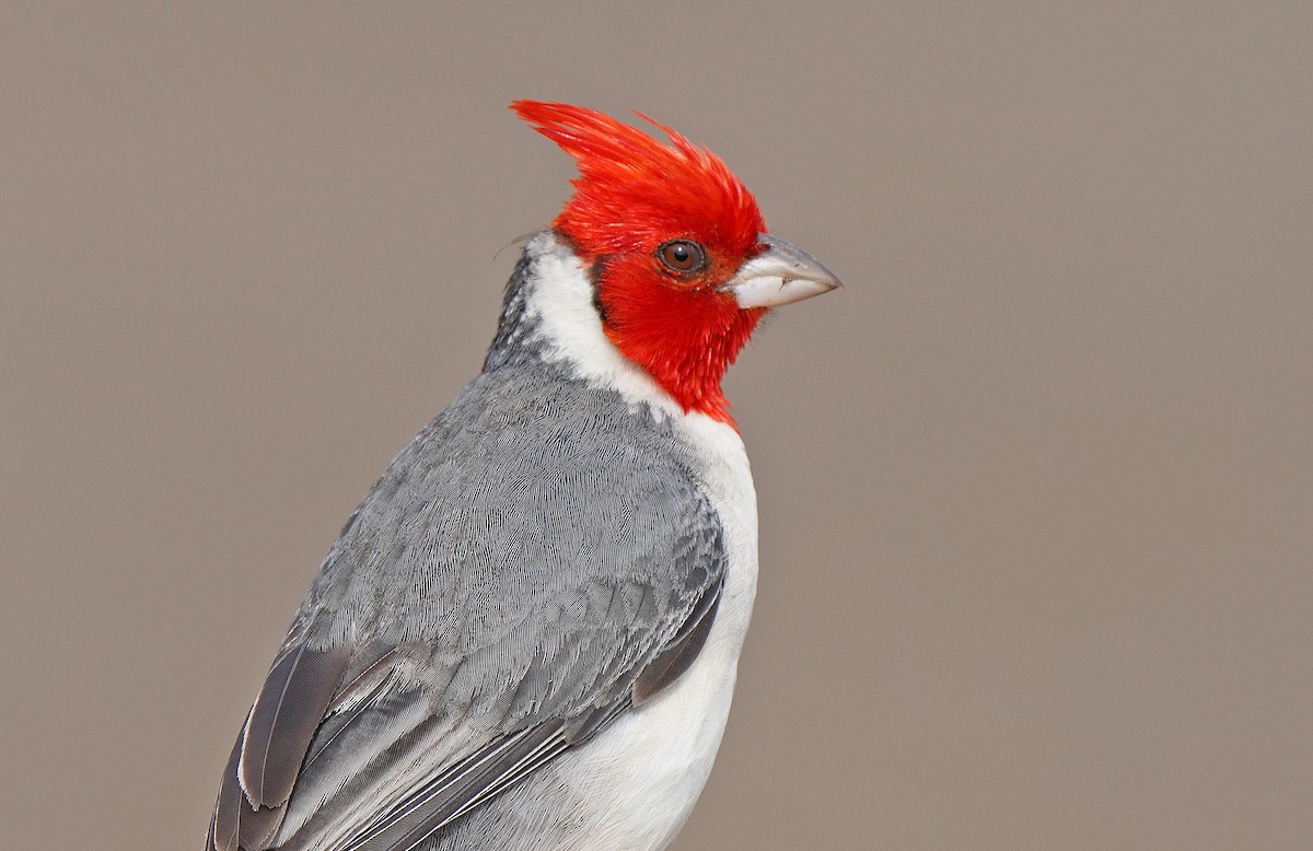 Red-crested Cardinal - ML483247611
