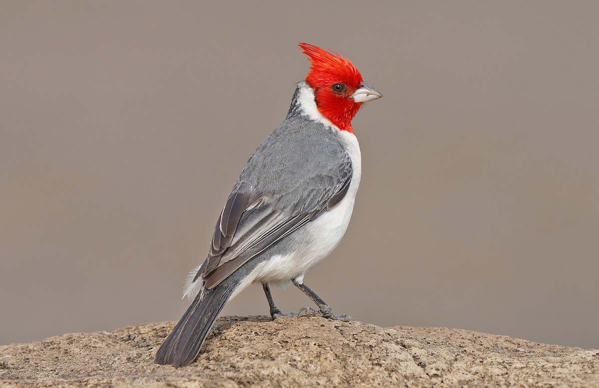 Red-crested Cardinal - ML483247621