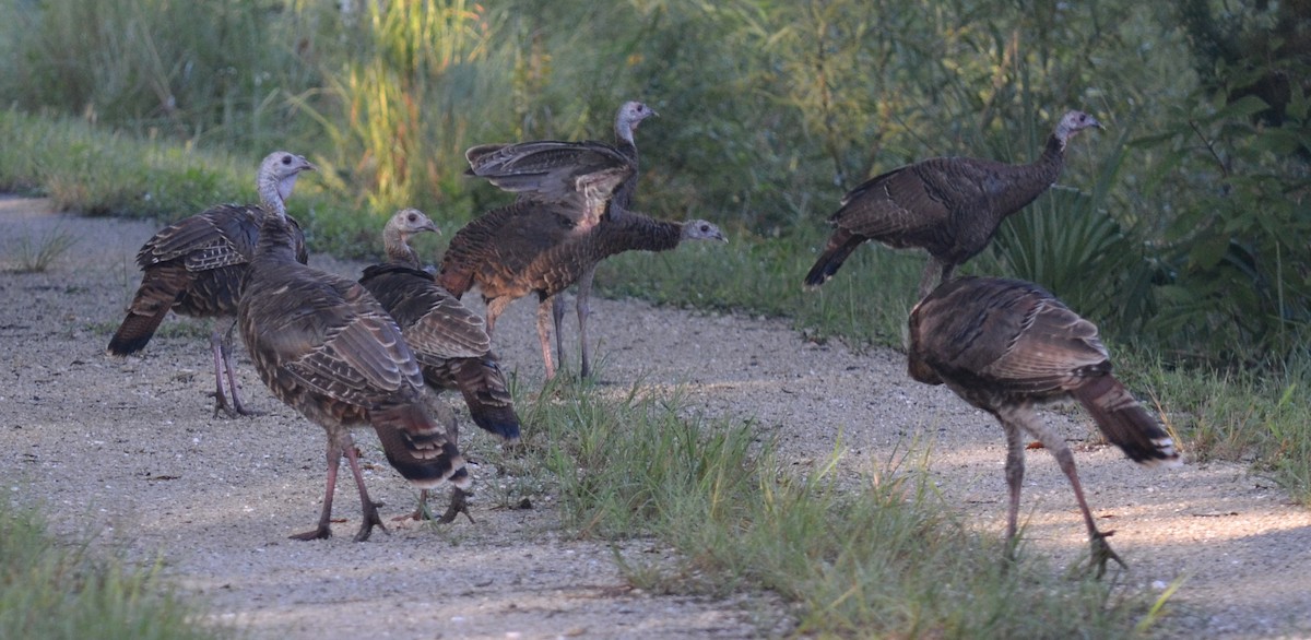 eBird Checklist - 11 Sep 2022 - Guana River WMA - 46 species (+2 other