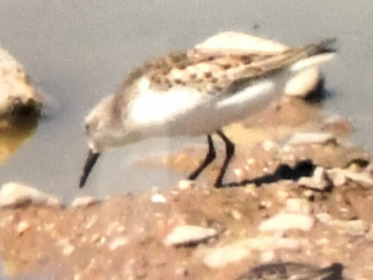 Semipalmated Sandpiper - Ted Wolff