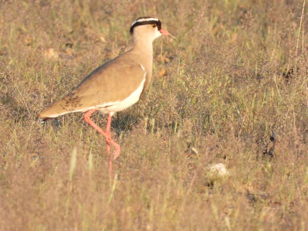Crowned Lapwing - ML483253761