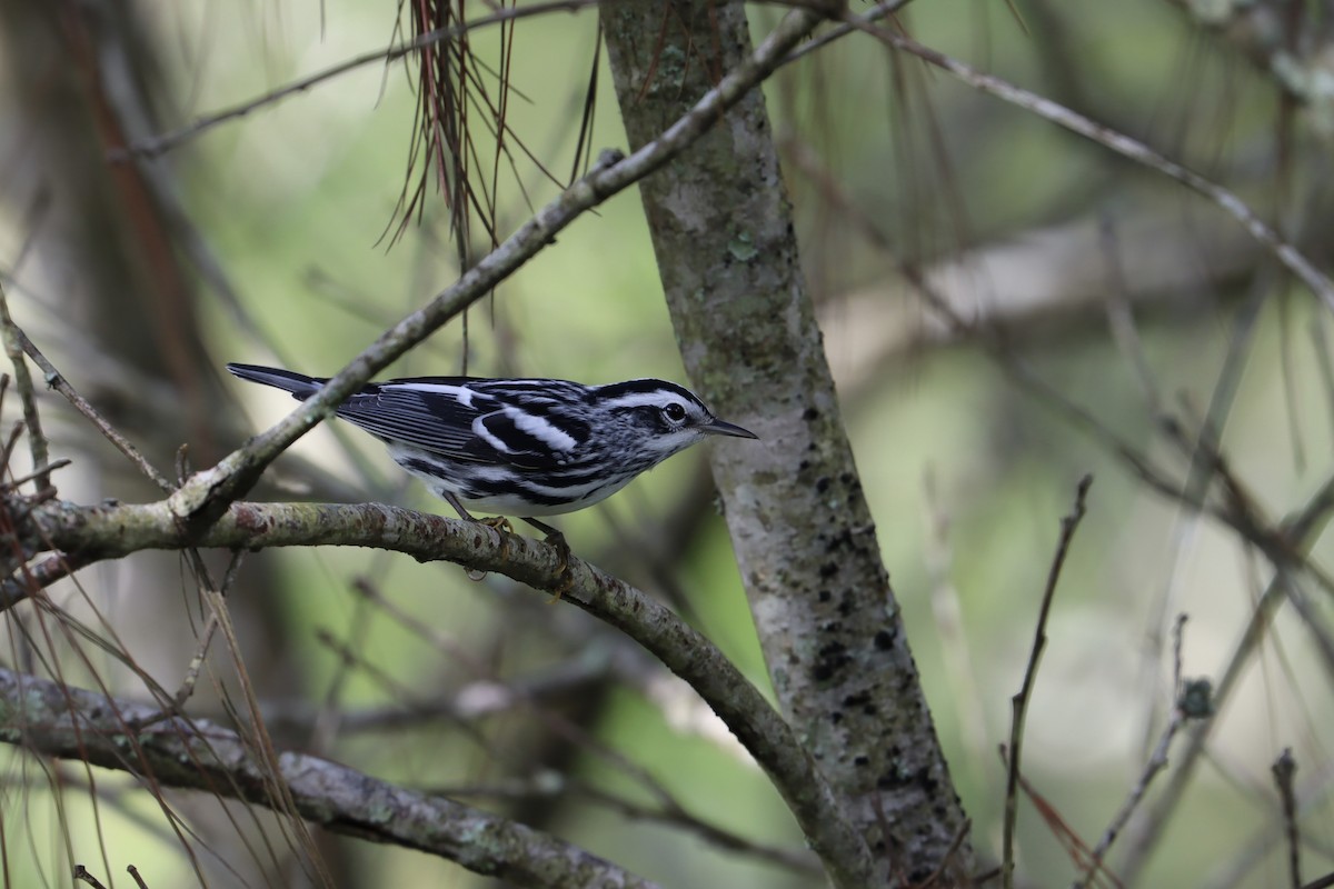 Black-and-white Warbler - ML483255241