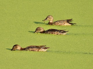 Blue-winged Teal, ML483255411
