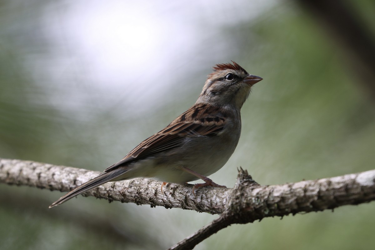 Chipping Sparrow - ML483259221