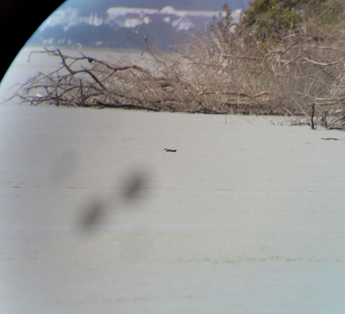 eBird Checklist - 11 Sep 2022 - Indian River Inlet - 12 species