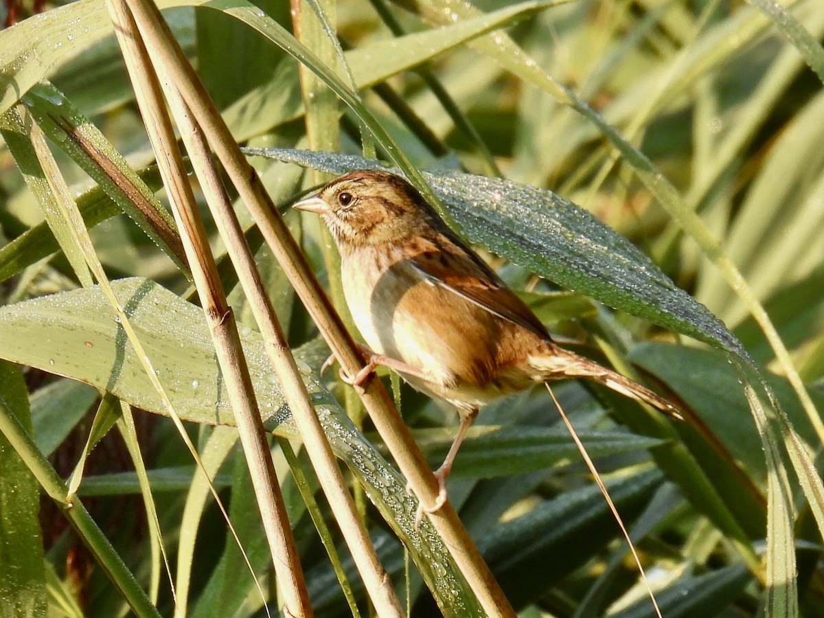 Swamp Sparrow - ML483259681