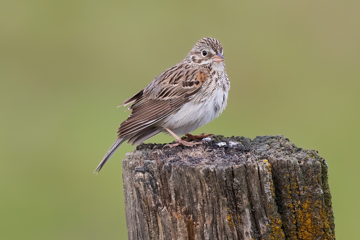 Vesper Sparrow - Steve Kelling