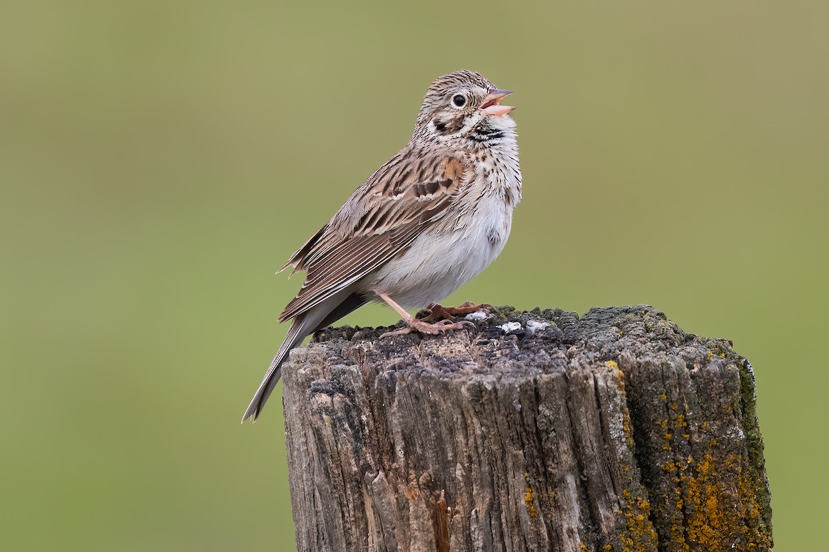 Vesper Sparrow - Steve Kelling