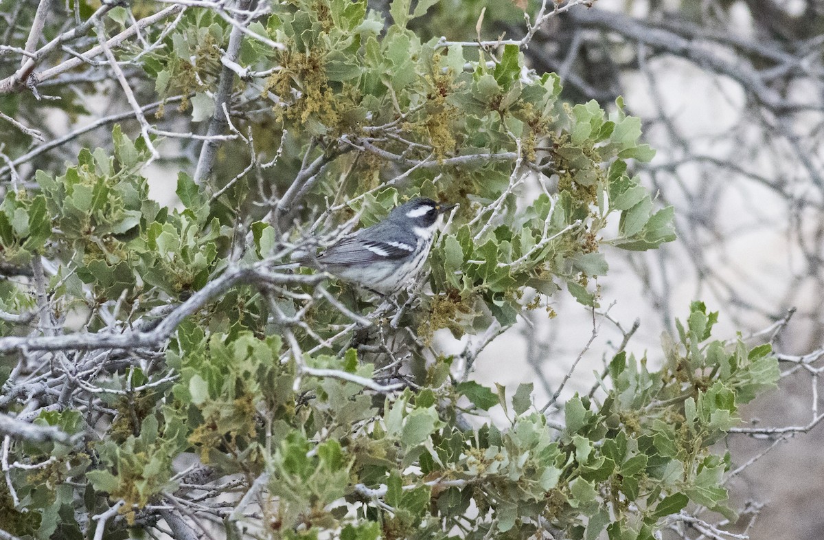Black-throated Gray Warbler - Anthony Gliozzo