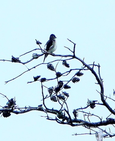 Olive-sided Flycatcher - Kathleen Horn