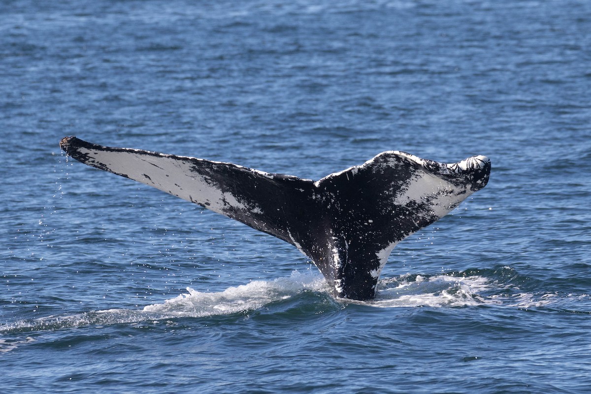 Humpback Whale - ML483263051