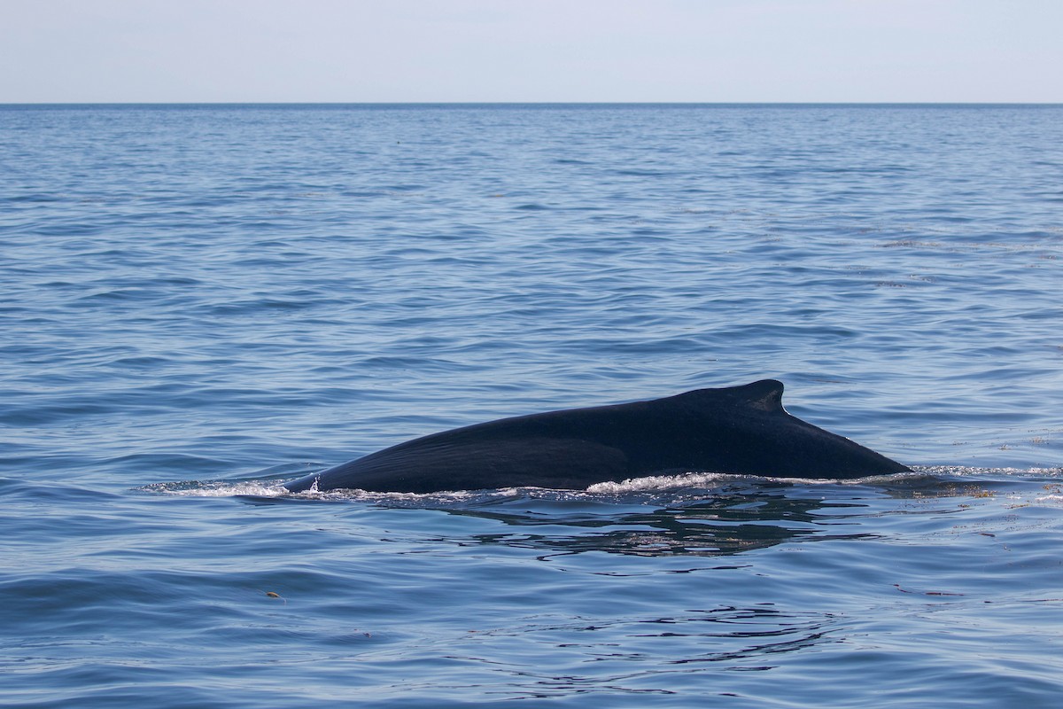Humpback Whale - ML483263061