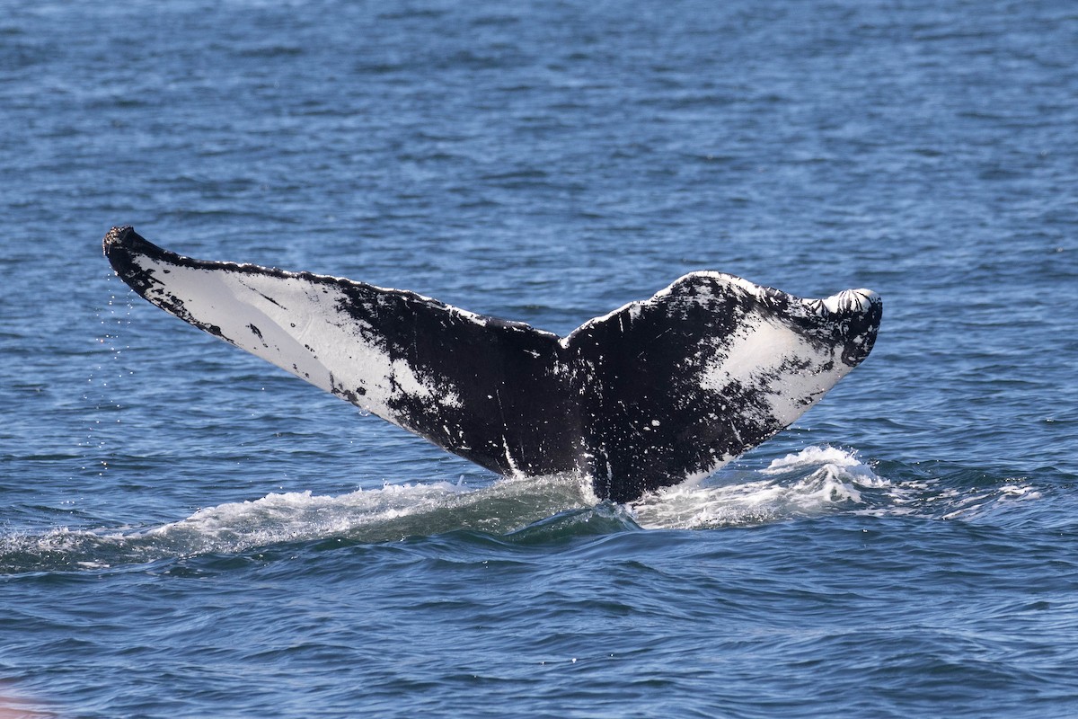 Humpback Whale - ML483263101