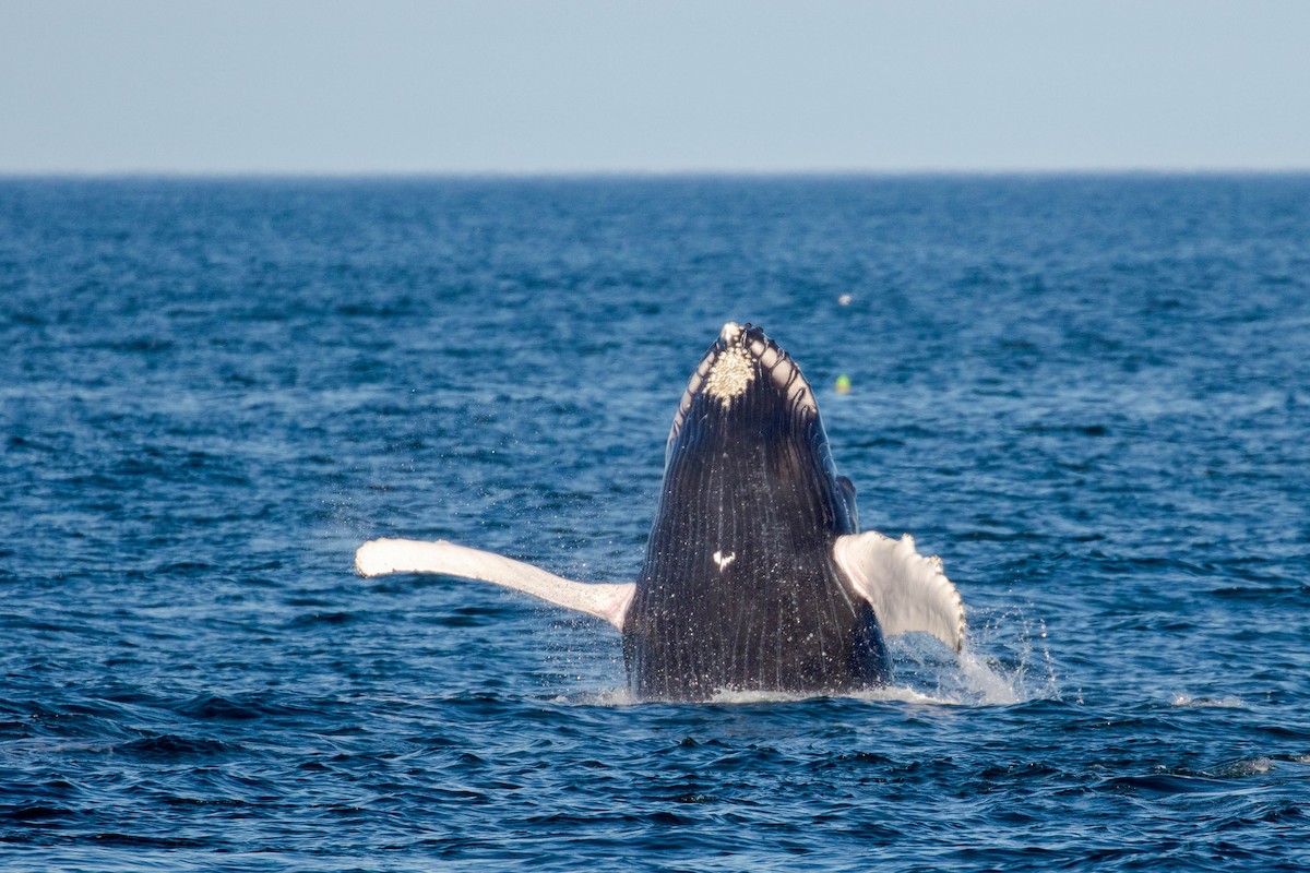 Humpback Whale - ML483263121