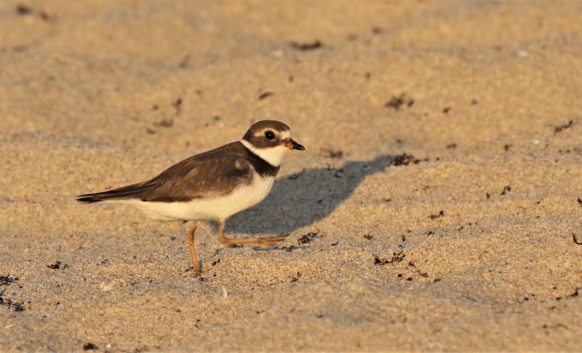 Semipalmated Plover - ML483265561